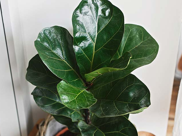 Fiddle-leaf fig วิธีปลูกและดูแลมะเดื่อฝรั่ง